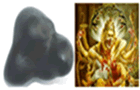 Shree Narshima Shaligram Shilas Narshima Shaligram